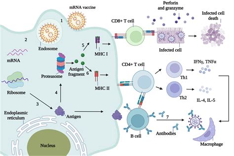 Frontiers Mrna Vaccines A Novel Weapon To Control Infectious Diseases