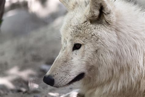 Arctic Wolf Free Stock Photo - Public Domain Pictures