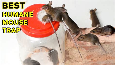 Best And Easy Humane Mouse Trap Jar Bottle Rat Trap Homemade Diy Mouse Trap Youtube