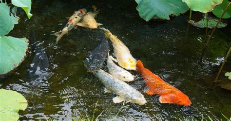 Standard Care of Koi Fish - Fish Vet