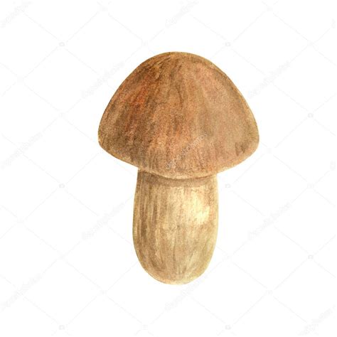 Champi N Acuarela Ilustraci N De Hongos Comestibles Porcini O Boletus