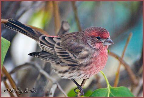 Prairie Nature: House Finches: Scarlet, Rose and Yellow