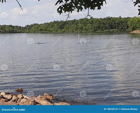 JACKIE& X27;S BRANCH, REND LAKE BEACH Stock Image - Image of branch ...