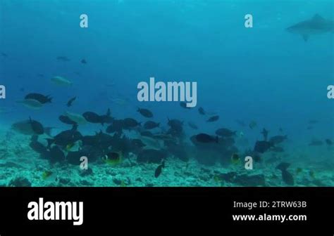 Tiger Shark Swims In The Blue Water In Shallow Water Underwater Shot