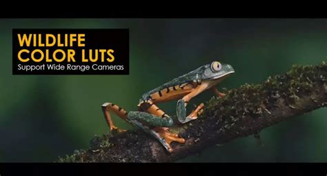 Wildlife Luts For Davinci Resolve Design Shack