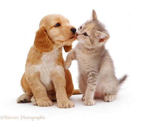 Cute Puppy and Kitten Wallpapers - WallpaperSafari