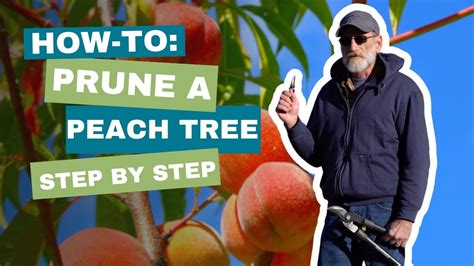 How To Prune A Peach Tree Easy Steps For Open Center Pruning YouTube