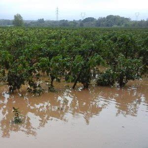 Inondations des viticulteurs touchés en pleines vendanges dans l