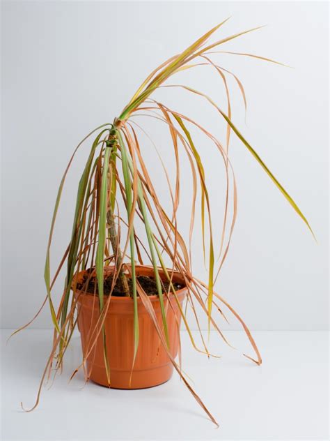 Tips And Information About Dracaena Plants Gardening Know How