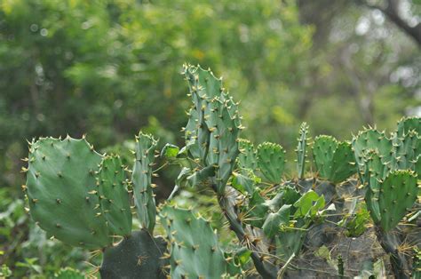 Free Images Nature Cactus Desert Flower Green Produce Botany