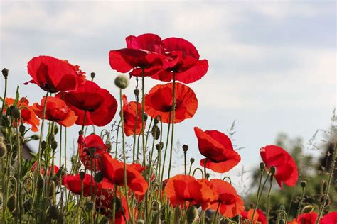 The flower of Flanders Field - The Journal