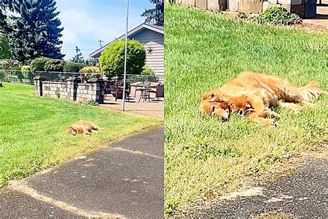 Golden Retriever Finge Ser Grama Para N O Sair Da Casa Da Vov