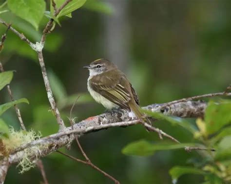 jamaican elaenia facts diet habitat pictures  animaliabio