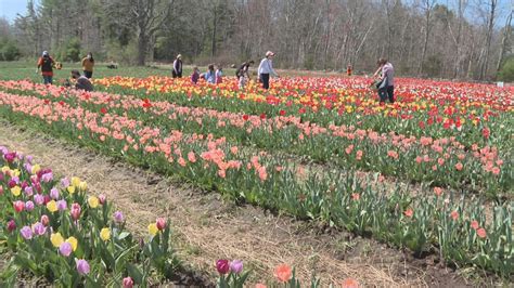 Tulip Flower Farm Rhode Island Best Flower Site