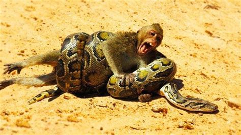 15 Most Dangerous Animals In Australia | Dangerous animals in australia ...