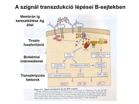 B Sejt Differenci Ci A Perif Ri N Szomatikus Hipermut Ci Ppt Let Lteni