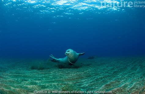 Stock Photo Of Mediterranean Monk Seal Monachus Monachus Juvenile