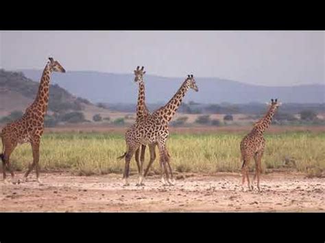 masai giraffe necking youtube