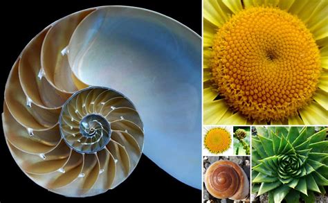 The Golden Ratio in Design - Part 1 - FIVE