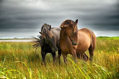 Ghim của petunia trên Horses