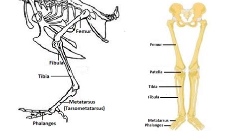 Avian Skeletal System Small And Backyard Poultry