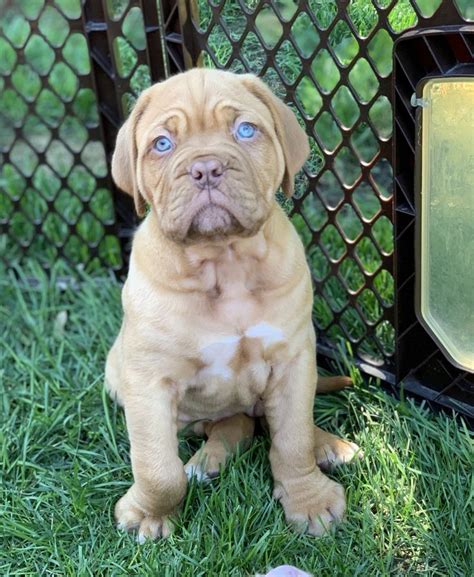 Dogue De Bordeaux Puppies For Sale | Crown Point, IN | Tierbilder, Tiere