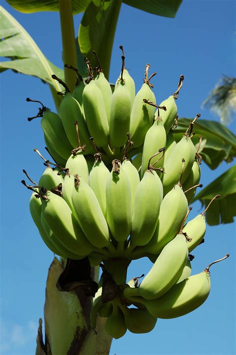 Sorprendentes Usos Y Beneficios De La Cáscara De Plátano Estas Son Algunas Formas De Prepararla