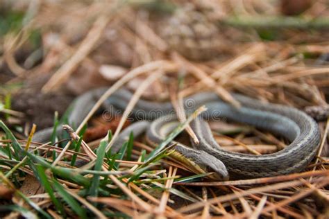 Small Green Garter Snake Coiled In Brown And Green Grass Stock Image