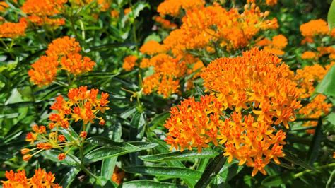 Butterfly Weed 101 Ultimate Grow And Care Guide Growit Buildit