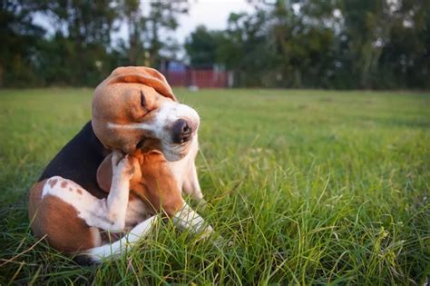 Cachorro Se Co Ando Muito E Se Mordendo O Que Pode Ser