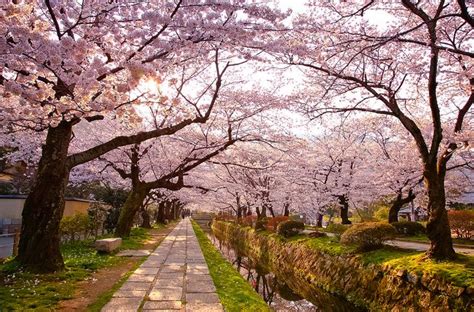 Hanami Le Destinazioni Migliori Per Ammirare La Fioritura Dei