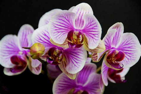 Exotic Orchids Photograph by Angelina Vick