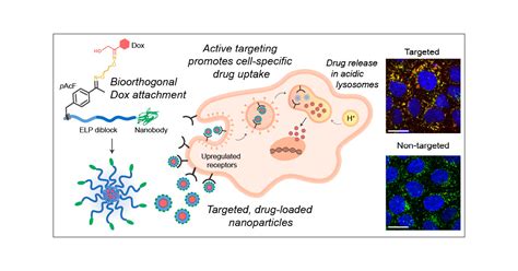 Active Targeting Of Cancer Cells By Nanobody Decorated Polypeptide