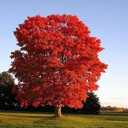 Red Maple For Sale, Mulch Masters Jacksonville FL