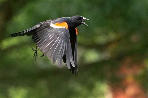 The Most Common Birds Found in North America - Birds and Blooms