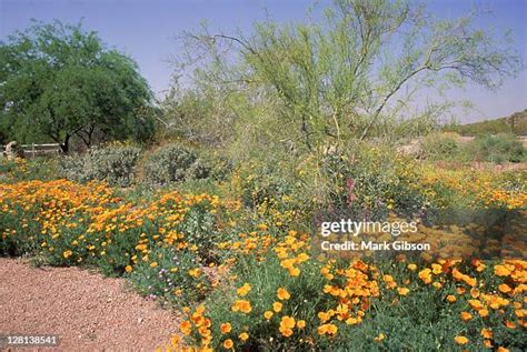 Gibson Desert Plants Photos and Premium High Res Pictures - Getty Images