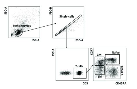 Gating Strategy For The T Cell Naïvememory Subsets T Cells Cd3