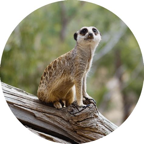 Meerkat Png Images 100