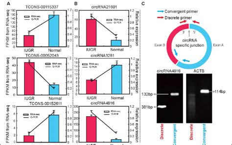 Validation Of Rna Seq Data By Qpcr A The Expression Patterns Of