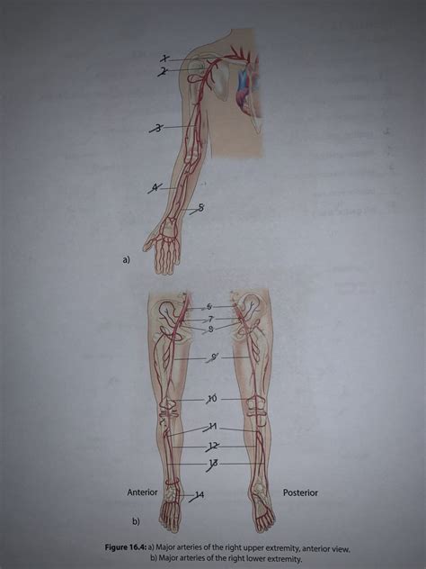 Major Arteries Of Right Upper And Lower Extremity Diagram Quizlet