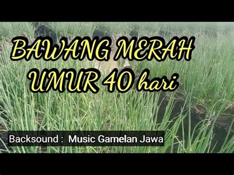 Bawang Merah Umur Hst Perangkap Kaper Tane Ch Youtube