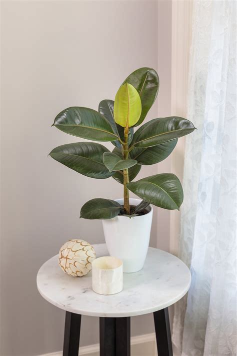 Ficus Cuidados Tipos Y Consejos Para Cultivarlo 53 OFF