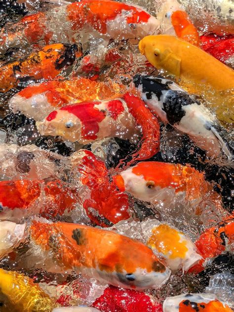 Koi Fish Symbolism What Does It Mean To Dream About Koi Fish Dreams