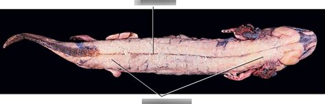 mudpuppy muscle 1 Diagram | Quizlet