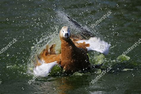 Ruddy Shelduck Tadorna Ferruginea Swimming Editorial Stock Photo