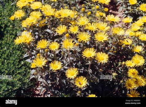 Marguerite De Oro Amarillo O Manzanilla Anthemis Tinctoria O Cota