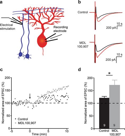 5 Ht 2a Receptors Modulate Synaptic Plasticity At The Parallel