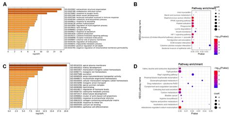 Identification Of Novel Prognostic Biomarkers In Renal Cell Carcinoma