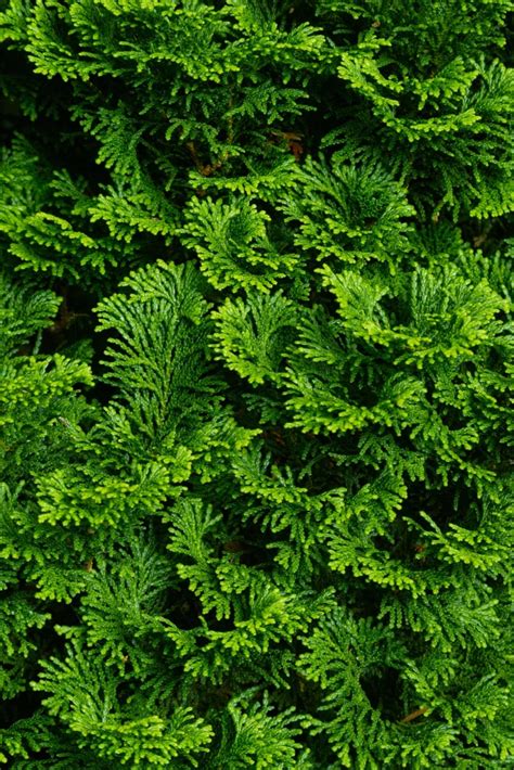 Thoweil Hinoki Cypress Plant By Number