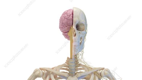 Skull and brain, illustration - Stock Image - F038/5466 - Science Photo ...